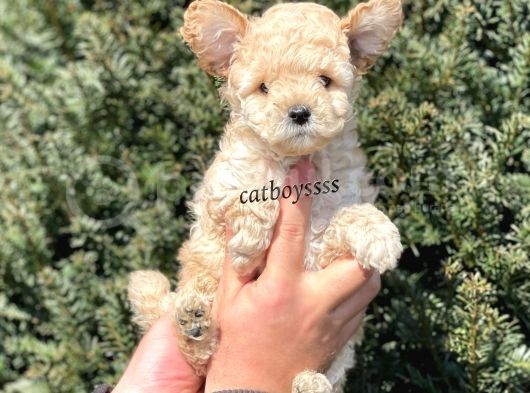 Sevimli Apricot Toy Poodle Yavrumuz görsel