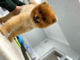 11 Aylık Erkek Pomeranian Boo