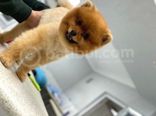 11 Aylık Erkek Pomeranian Boo görsel