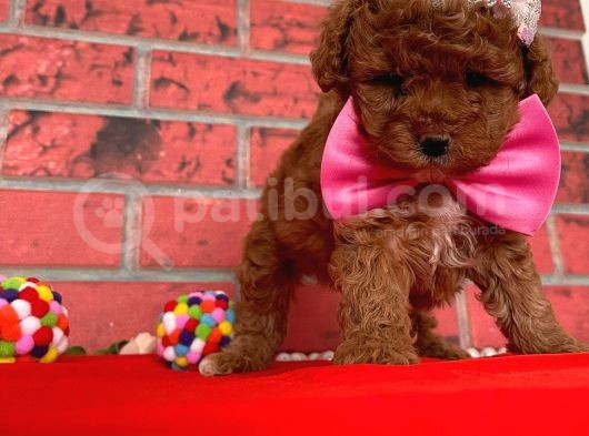 Safkan Toy Poodle Yavrularımız görsel