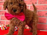 Safkan Toy Poodle Yavrularımız