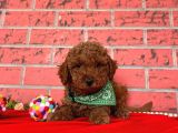 Safkan Toy Poodle Yavrularımız