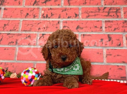 Safkan Toy Poodle Yavrularımız görsel