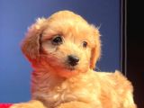 2 Aylık Di̇şi̇ Malti̇poo