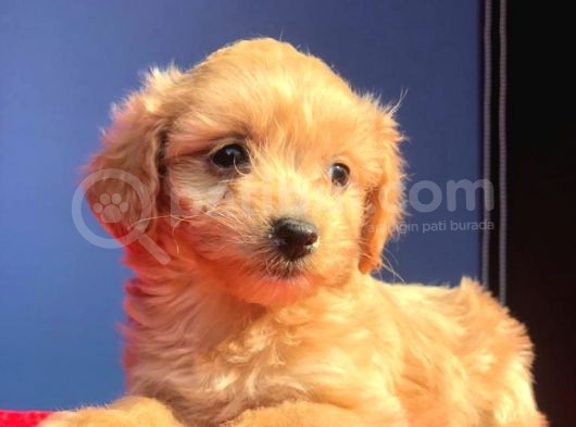 2 Aylık Di̇şi̇ Malti̇poo