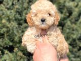 Apricot Toy Poodle Erkek Yavrumuz