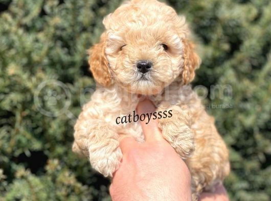 Apricot Toy Poodle Erkek Yavrumuz görsel