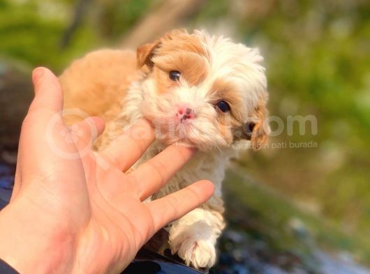 2 Aylık Erkek Malti̇poo görsel