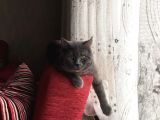 10 Aylık British Çok Sevecen Erkek