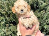 Apricot Toy Poodle Erkek Yavrumuz