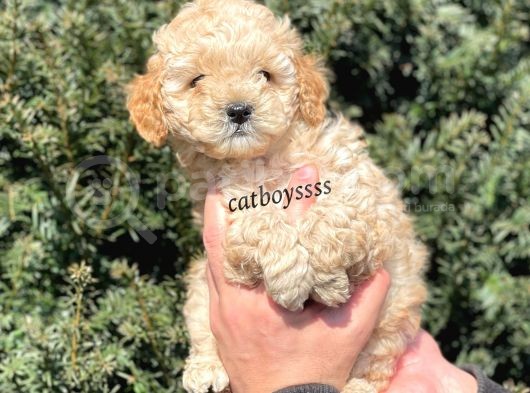 Apricot Toy Poodle Erkek Yavrumuz görsel