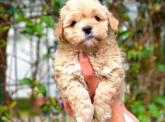 2 Aylık Erkek Malti̇poo görsel
