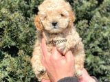 Apricot Toy Poodle Erkek Yavrumuz