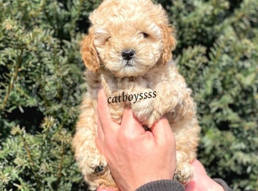 Apricot Toy Poodle Erkek Yavrumuz görsel