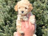 Sevimli Apricot Toy Poodle Yavrumuz