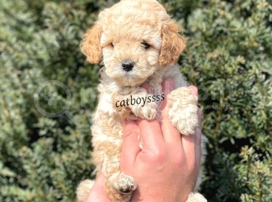 Sevimli Apricot Toy Poodle Yavrumuz görsel
