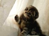 Tabby Scottish Fold Dişi Kızımız