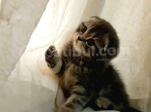Tabby Scottish Fold Dişi Kızımız