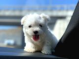 Safkan Maltese Terrier Yavrularımız