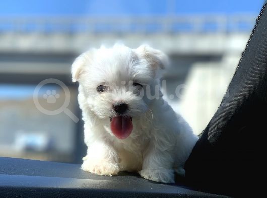 Safkan Maltese Terrier Yavrularımız görsel