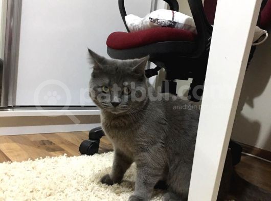 10 Aylık British Çok Sevecen Erkek
