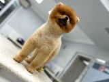 11 Aylık Erkek Pomeranian Boo