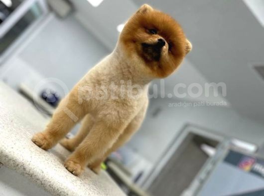 11 Aylık Erkek Pomeranian Boo görsel