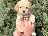 Sevimli Apricot Toy Poodle Yavrumuz
