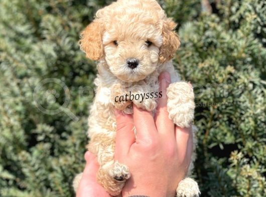 Sevimli Apricot Toy Poodle Yavrumuz görsel