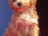 2 Aylık Di̇şi̇ Malti̇poo