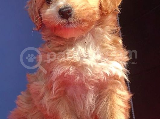 2 Aylık Di̇şi̇ Malti̇poo görsel
