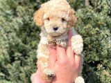 Sevimli Apricot Toy Poodle Yavrumuz