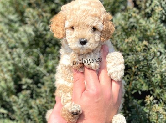 Sevimli Apricot Toy Poodle Yavrumuz görsel