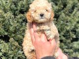 Apricot Toy Poodle Erkek Yavrumuz