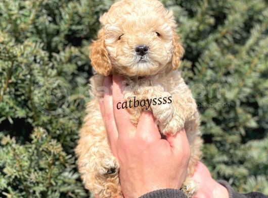 Apricot Toy Poodle Erkek Yavrumuz görsel