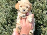 Sevimli Apricot Toy Poodle Yavrumuz