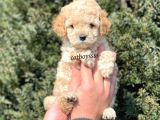 Sevimli Apricot Toy Poodle Yavrumuz