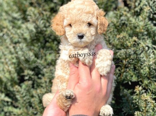 Sevimli Apricot Toy Poodle Yavrumuz görsel