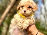 2 Aylık Erkek Malti̇poo
