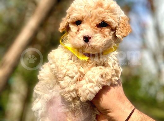 2 Aylık Erkek Malti̇poo görsel