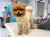 11 Aylık Erkek Pomeranian Boo