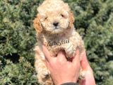 Apricot Toy Poodle Erkek Yavrumuz