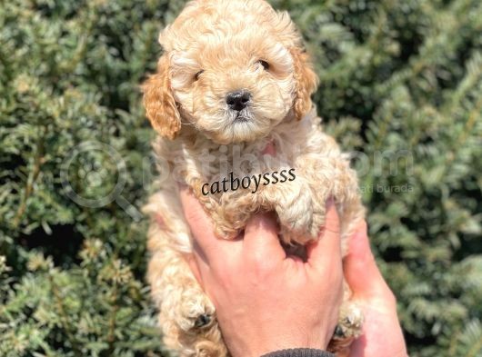 Apricot Toy Poodle Erkek Yavrumuz