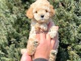 Sevimli Apricot Toy Poodle Yavrumuz