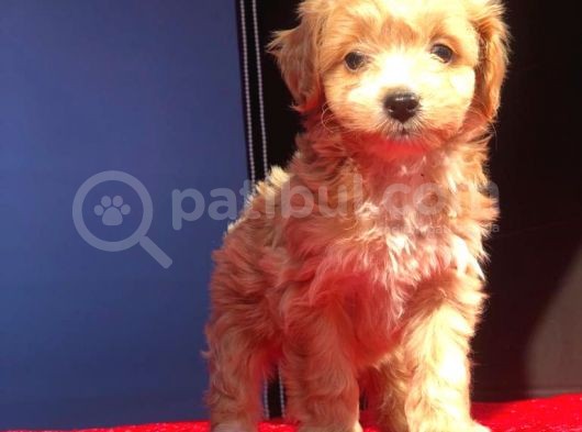 2 Aylık Di̇şi̇ Malti̇poo görsel
