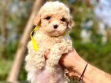 2 Aylık Erkek Malti̇poo