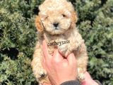 Apricot Toy Poodle Erkek Yavrumuz