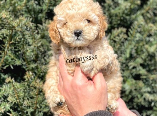 Apricot Toy Poodle Erkek Yavrumuz görsel