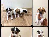 Orijinal Maskeli Jack Russel Yavrular