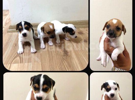 Orijinal Maskeli Jack Russel Yavrular